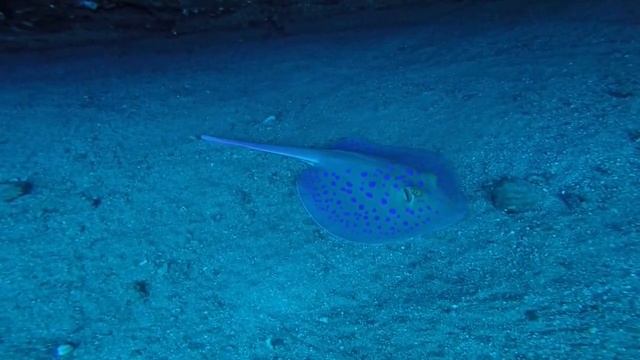 Red Sea Wreck Diving смотреть онлайн