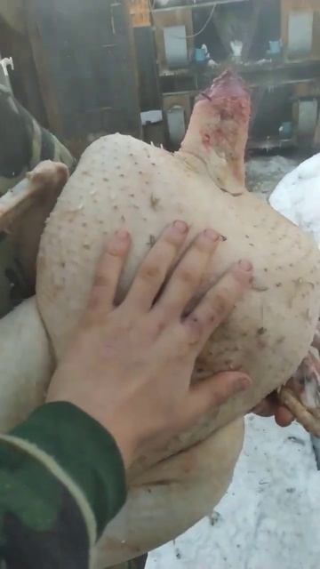 Индюк Гигант смотреть онлайн