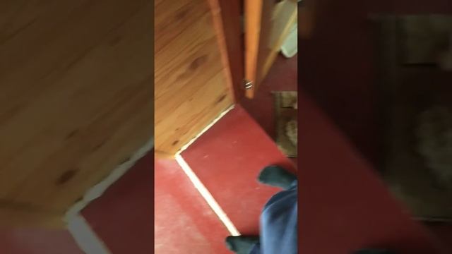 Kittens Brother and sister: Котята брат и сестра (для Robin Seplut and Shila ) смотреть онлайн