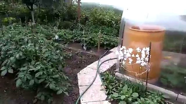 Дрозды атакуют смотреть онлайн