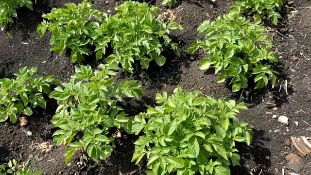 29 июня 2020 г. Обзор огорода в июне, что растет, а что не очень смотреть онлайн