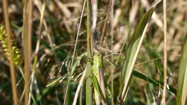 Grüne Lauchschrecke 2 (Mecostethus parapleurus) смотреть онлайн