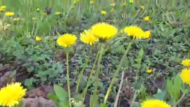Что за птица поет? смотреть онлайн