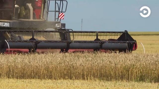 В региональном минсельхозе озвучили промежуточные результаты уборочной кампании смотреть онлайн