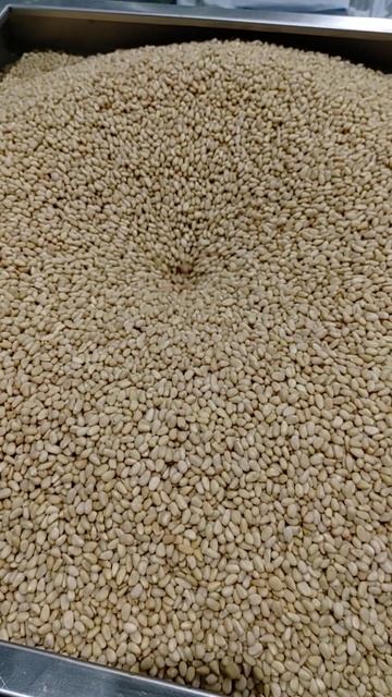 feeding pine nuts kernel into machine Sunshine Produce Limited 三尚行（天津）食品股份有限公司 #Shorts смотреть онлайн