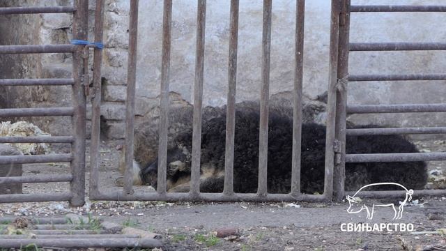 Svinjarstvo ep. 13 13.02.2024. Edukacija u stočarstvu, Poljoprivredna škola u Futogu смотреть онлайн