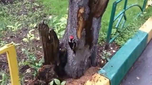 Пёстрый дятел охотится за муравьями смотреть онлайн