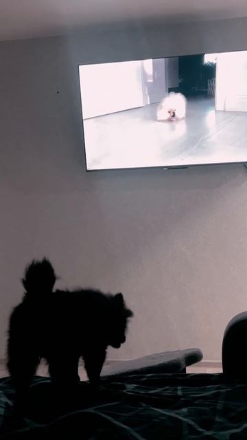 Бусинка любит смотреть мультфильмы про собак и видео😃#dog #pomeranian #топ смотреть онлайн