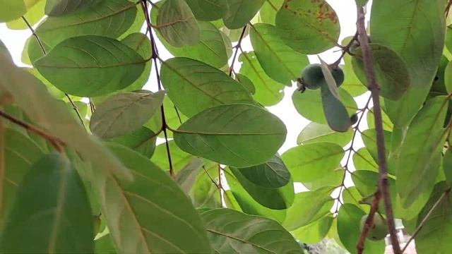Meu Pé  De Araçá Amarelo Carregado De Frutos