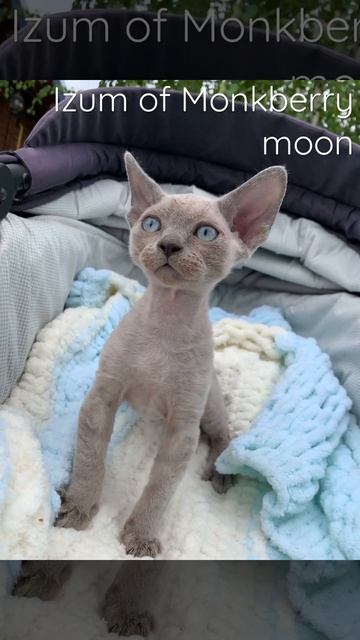 Девонрекс мальчик 04.04.2022 свободный. Голубой окрас смотреть онлайн