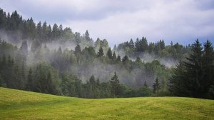 удалённая серия три кота : лес ( 4 часть )