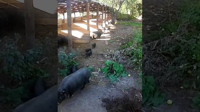 Вьетнамские свиньи смотреть онлайн