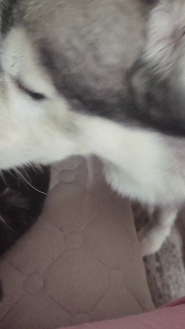 VID_20250312_115108.mp4Мои домашние питомцы 💖💖💖 смотреть онлайн