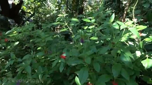 Губелек ани смотреть онлайн