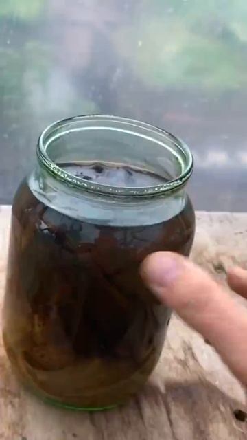 THE BEST FEED FOR CUCUMBERS смотреть онлайн