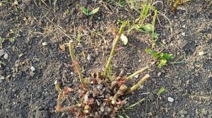 Розы после зимы в моем саду #розы #сад #розывсаду #весна #растения #розывсадувесной #розыпослезимы