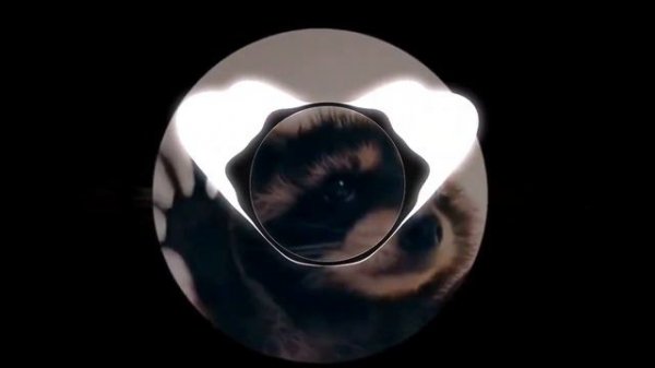 Pedro Pedro Pedro (Remix) Мем с Енотом под песню #музыка