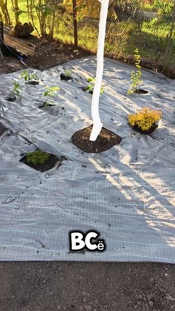 Высадка декоративных растений 🥰 смотреть онлайн