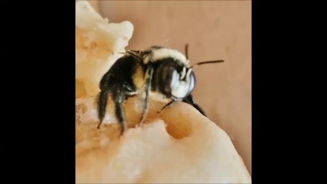 PERU Ollantaytambo +Moras salt pools + Lama Farm FUN смотреть онлайн