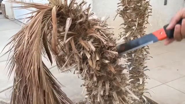 The machete that brought down the palm tree смотреть онлайн