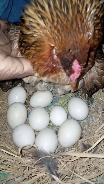 hen harvesting #shorts смотреть онлайн
