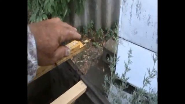 Переселение пчел из улья Рута в улей Варрэ | 88. 00 смотреть онлайн