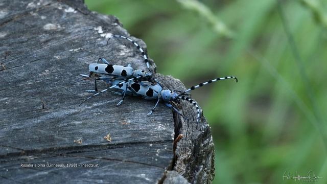 Rosalia alpina смотреть онлайн