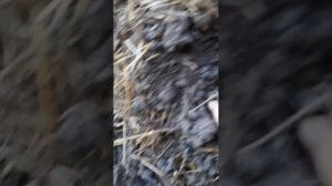 Картофельная башня. Собираем урожай.