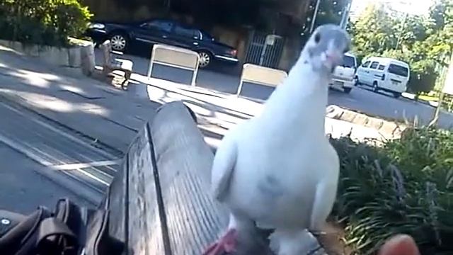 白ハトアップ смотреть онлайн