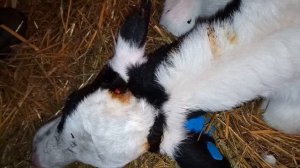 Выжигание рог у телят