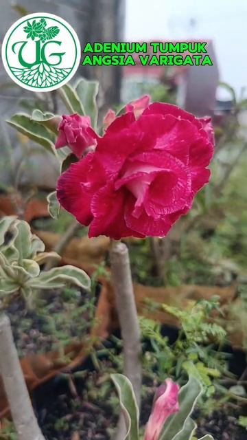 Adenium Tumpuk Angsia Varigata смотреть онлайн