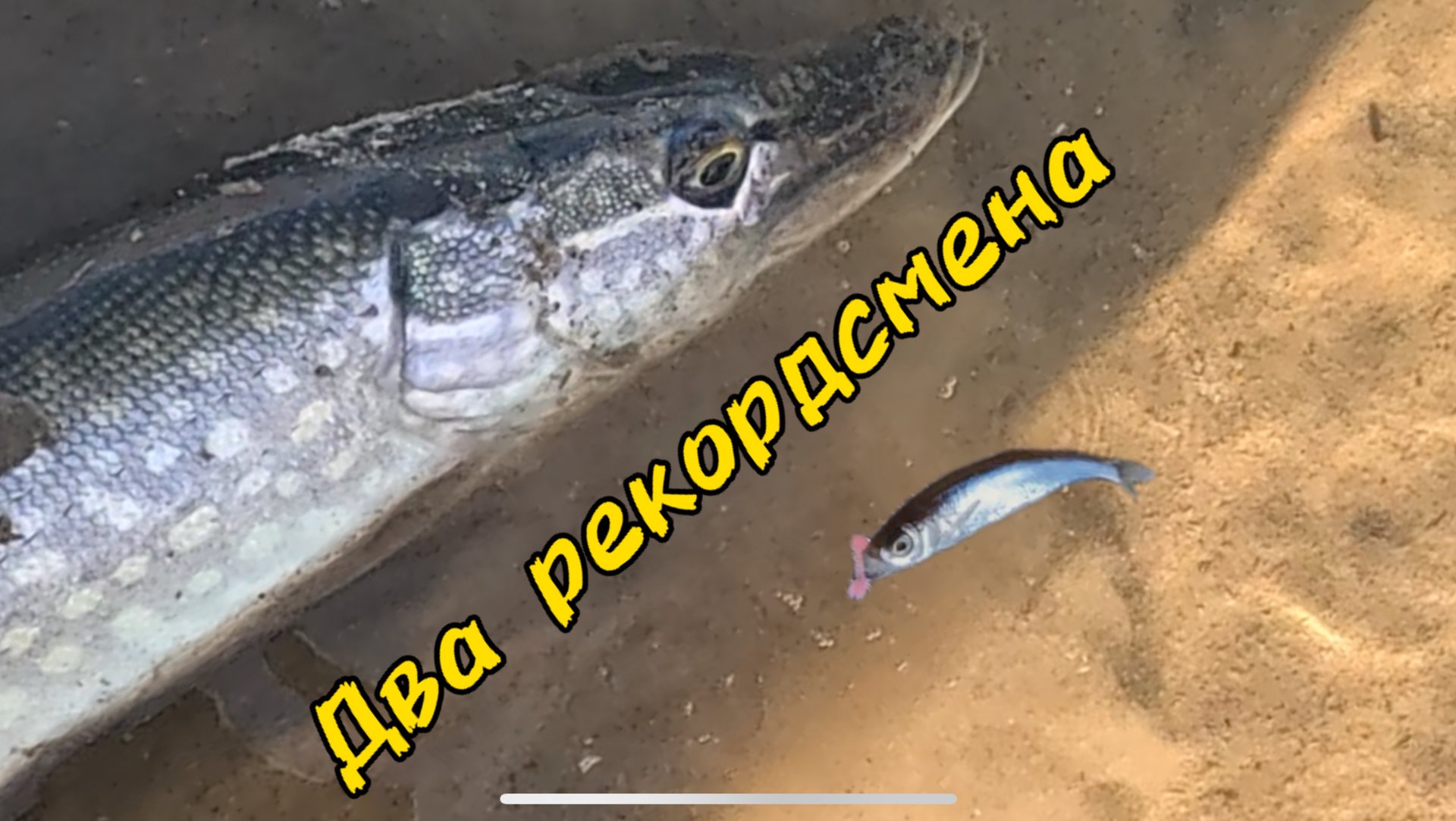 Два рекорда на DAYO PRESTIGE