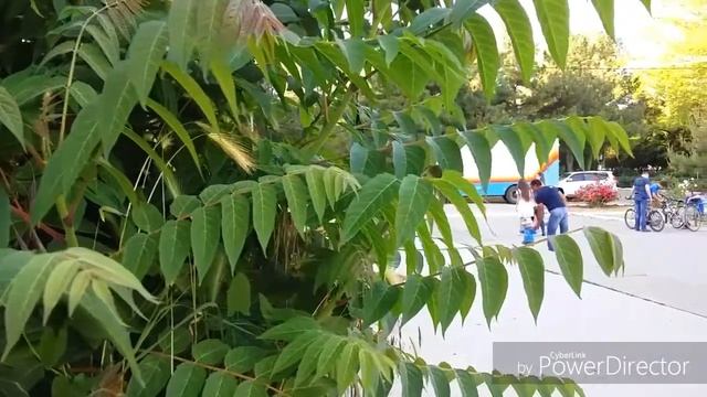 Настя Коршунова. Самокат. ДЖАНКОЙ смотреть онлайн