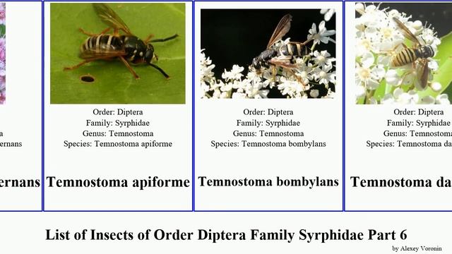 List of Insects of Order Diptera Family Syrphidae Part 6 spilomyia volucella toxomerus xylota fly смотреть онлайн