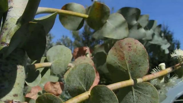 Silver-leaved Mountain Gum Flowering / Srebrno-listni Gorski Evkalipt Cveti