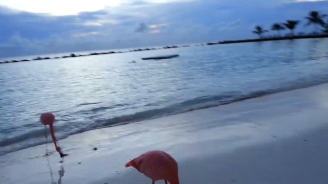 Flamingo beach смотреть онлайн