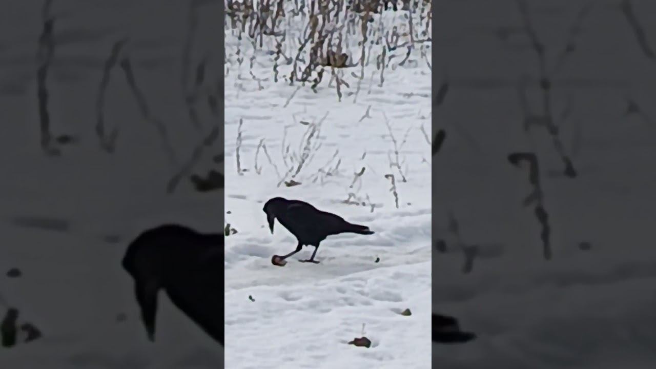 Ворон трапезничает смотреть онлайн