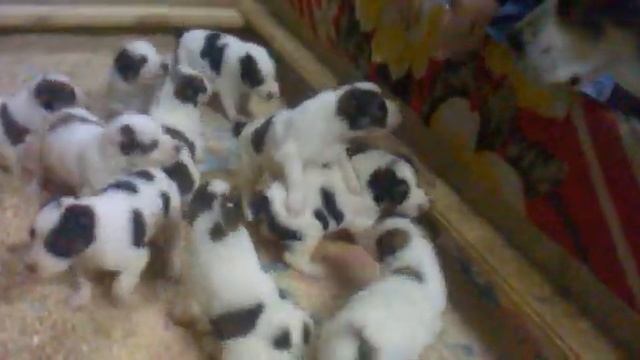 Алабайчики Жаропузики смотреть онлайн