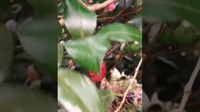 Camellia Japonica