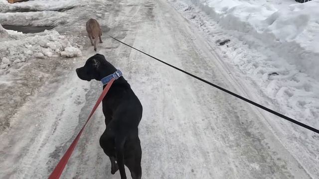 Как проходит день ПИТБУЛЕЙ и БУЛЛЕЙ!!! смотреть онлайн