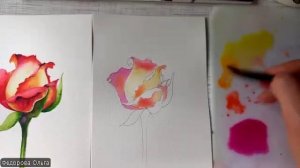 Акварель. Роза