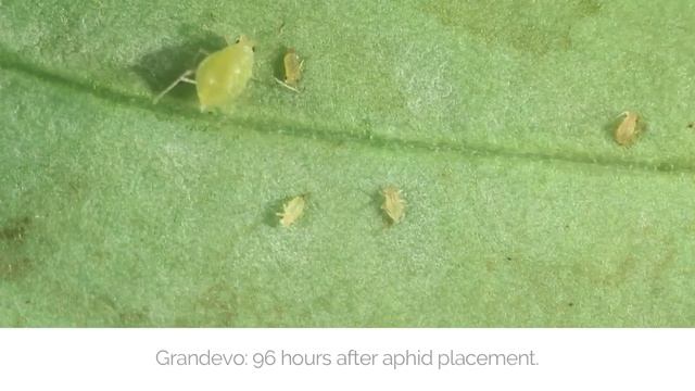 Grandevo In Action: Green Peach Aphid смотреть онлайн
