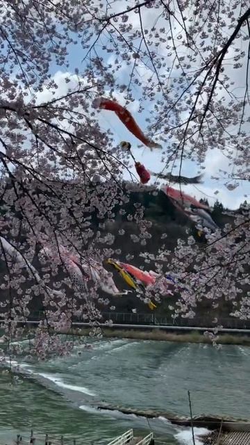 Cherry Blossom Festival In Japan #shorts #cherryblossom #travel #amazing #japan смотреть онлайн