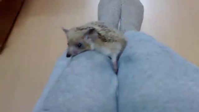 Маша скалолазка