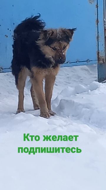 Собака охранник #собака #барабака #топ #SHORTS