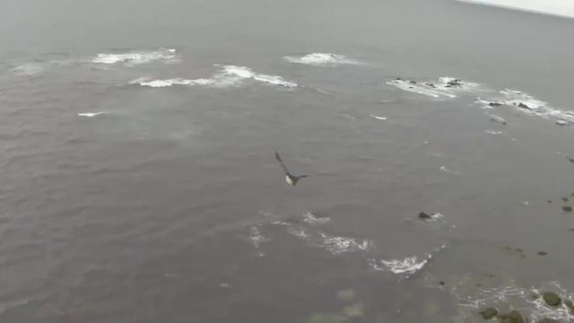 Тупики в Исландии. Puffins in Iceland Go Pro Hero 3 смотреть онлайн