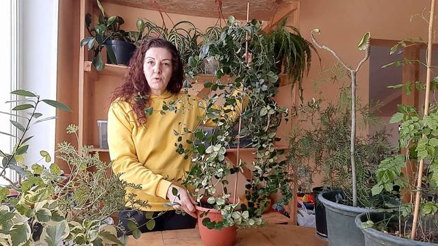Комнатные растения. Экзотика. Карисса крупноплодная. (комнатная слива) смотреть онлайн