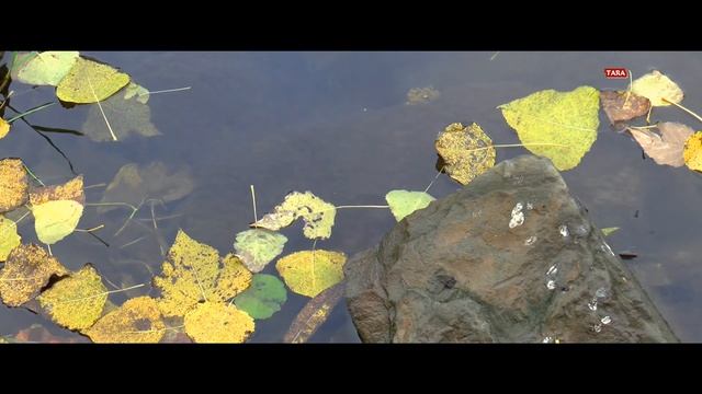 Я в Осеннем Лесу,..- Да ! ТАРА-фильм, смотреть онлайн