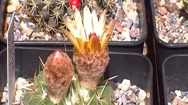 CACTUS.PARODIA BUININGUII