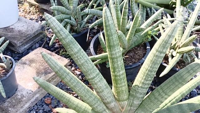 EP.44 ลิ้นมังกร บอลเซลมินิ#dracaena #sansevieria #ไม้ฟอกอากาศ #snakeplant #MiniBoncel смотреть онлайн